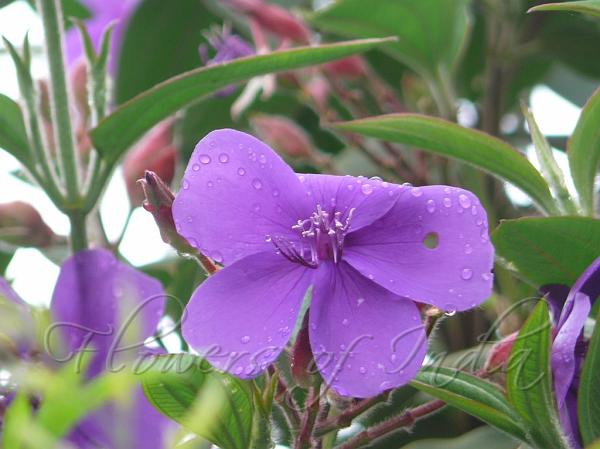 Princess Flower